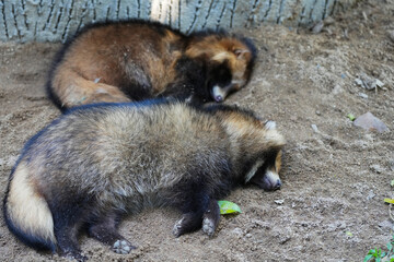 raccoon dog (nyctereutes procyonoides) sleeping on ground.