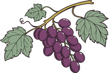 Obraz premium grapes vector icon