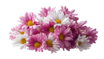 Close-up of a cluster of pink and white daisies