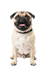Fototapeta premium Young fawn pug, black muzzle, collar, bright eyes, tongue peeking, joyful smile, white studio background, copy space, Pet joy and companionship concept