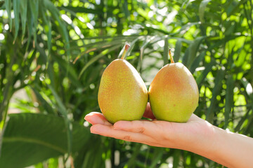 Fresh Ripe Pears in Hand Against Green Garden Background - Organic Fruit Harvest