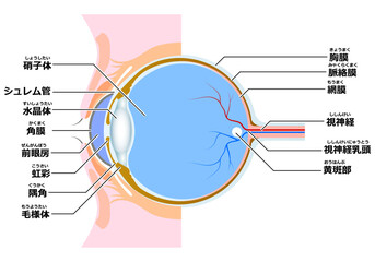 目の断面図（主線なし）