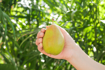 Hand Holding Fresh Sweet Pear from Shanxi China Against Green Natural Background