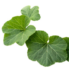 Obraz premium Green Gourd Leaves with Veins isolated on a transparent background leaf plant