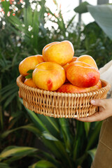 Fresh Golden Shandong Peaches in Wicker Basket - Garden Harvest Fruit