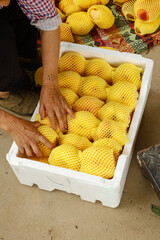 Golden Shandong Peach Packing and Shipping Operation with Worker Arranging Fruit in Commercial Crate