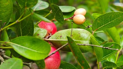Carissa carandas or Karonda fruits.