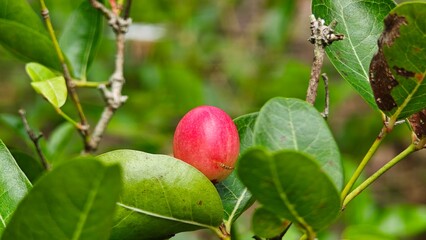 Carissa carandas or Karonda fruits.