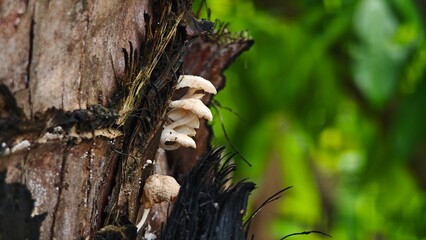 A group of wild mushrooms covered coconut tree.