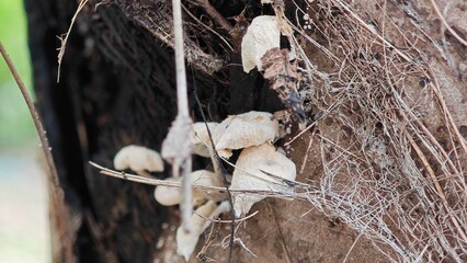 A group of wild mushrooms covered coconut tree.