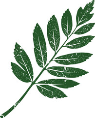 a green leaf with detailed veins on transparent background
