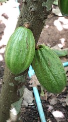 Cocoa tree with green cocoa pods.