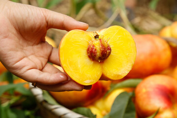 Fresh Ripe Shandong Peach Cut in Half Showing Golden Yellow Flesh and Pit in Human Hand