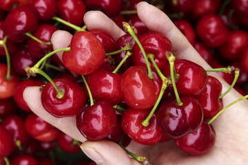 Fresh Red Cherries in Hands - Ripe Summer Fruit Harvest