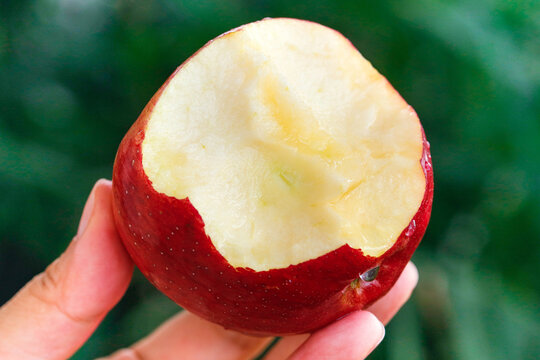 Red Apple with Bite Held in Hand from Yunnan Plateau China with Fresh Flesh and Morning Dew