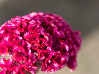 鮮やかなケイトウのクローズアップ