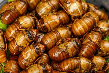 Cooked Silkworm Pupae Asian Street Food Delicacy Traditional Exotic Protein Snack