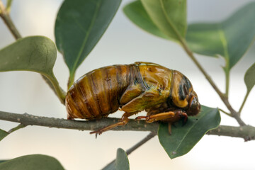 Empty cicada shell exoskeleton on green plant branch in nature