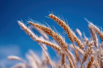 Fototapeta premium Golden wheat ears sway under a clear blue sky, symbolizing harvest, agriculture, and natural abundance