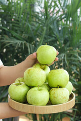 Fresh Green Apples from Shandong Shaanxi China on Wooden Tray with Palm Trees Background