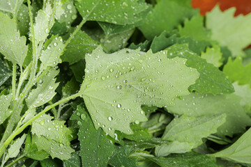Freshly Picked Organic Wild Ashwagandha Leaves with Dew Droplets from Mountain Garden