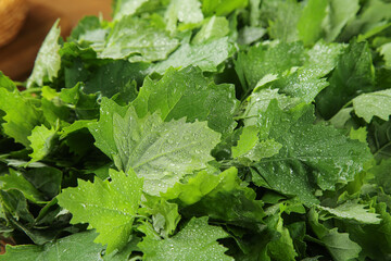 Fototapeta premium Fresh Wild Mountain Greens Polygonum Aviculare with Water Droplets Natural Foraged Vegetables