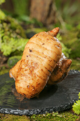 Wild Tianma Herbal Root from Zhaotong Alpine Grasslands - Fresh Medicinal Plant for Traditional Chinese Medicine