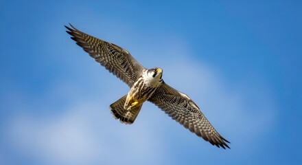 Obraz premium Graceful Raptor with Intricate Plumage Soaring in a Sunlit Blue Sky