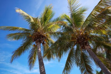 Vacation Orlando. Tropical Palm Trees Under Blue Sky. Coconut Paradise for Summer Beach Relaxation