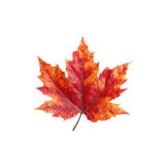 Fototapeta premium Vibrant autumn maple leaf showcasing stunning red and gold fall colors, perfect for seasonal designs and celebratory projects.