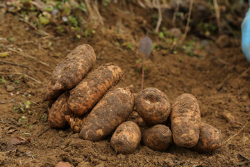 Wild Chinese Tianma Tubers Fresh Harvested Alpine Medicine Zhaotong Xiaocaoba Selenium Enriched Muddy Roots