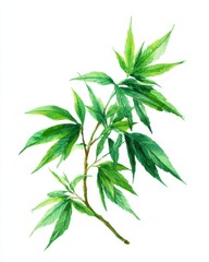 Watercolor Hemp. Isolated Cannabis Branch with Green Foliage Illustration