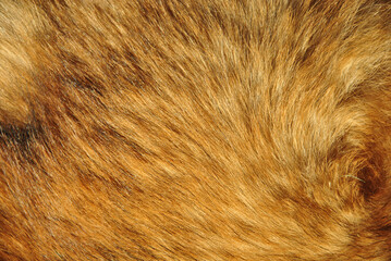 fur texture background. dog fur close up