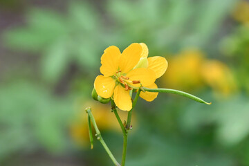 ハブソウ　Coffee Senna