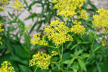 オミナエシ　Golden Lace