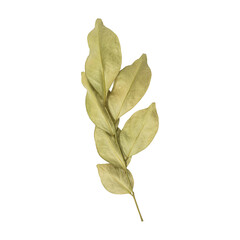 Beautiful dry murraya leaves branch isolated on transparent background	