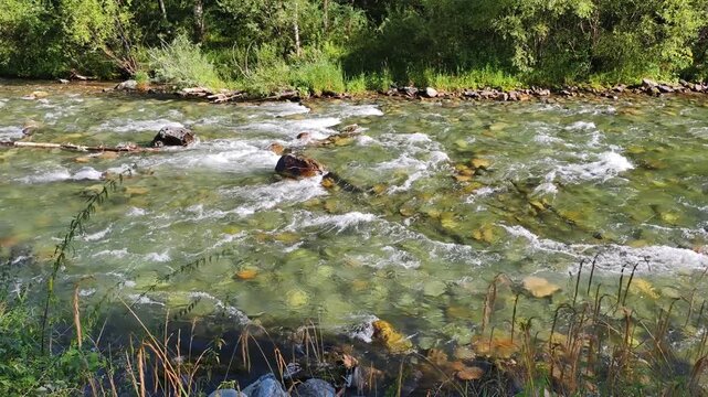 Slow motion video of small river in the forest. Altai river Kuba in summer season.
