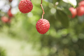 Fresh Zengcheng Lychee Fruits Hanging on Tree Branch Ready for Harvest