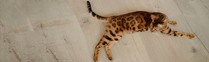 Website header shot of Bengal cat lying on wooden floor stretching body with spotted fur pattern...