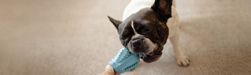 Website header shot of French Bulldog biting rubber chew toy held by Caucasian adult hand, showing...