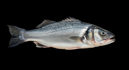 Obraz premium Sea Bass: Dark Elegance