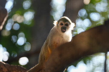 squirrel monkey on a tree inn the forest