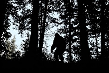 Wisconsin Silhouette. Bigfoot Sighting at Northern Michigan State Park