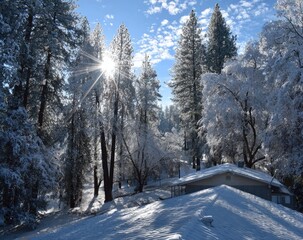 Winter Sun Through Snowy Trees