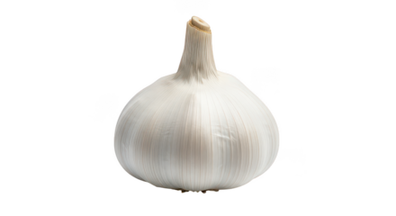 Single Garlic Bulb Closeup Studio Shot