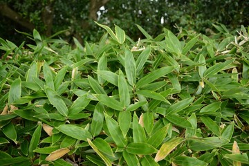 Obraz premium Sasa quelpaertensis, called Jeju Jorindae in Korea, is an evergreen bamboo endemic to Korea. It grows on Hallasan Mountain with small culms and green hairy leaves.