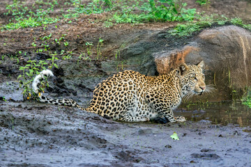 Obraz premium leopard in Okavango delta in Botswana, drinking water at the waterhole, rocks and vegetation muddy terrain