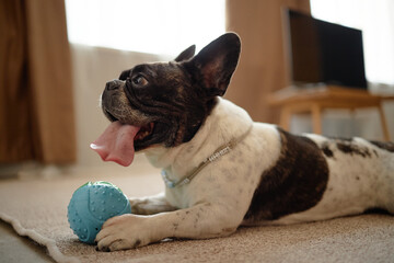 French Bulldog lying on carpet holding blue textured ball toy with mouth open and tongue out,...