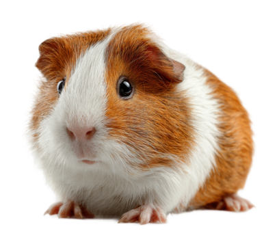 Cute guinea pig playing in a cozy home environment pet isolated on transparent background