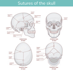 The cranial sutures as a scheme of medical division of the bones of the human head. Educational anatomical scheme of the squamous, coronoid, lamboid, sagittal and occipito-mastoid sections.